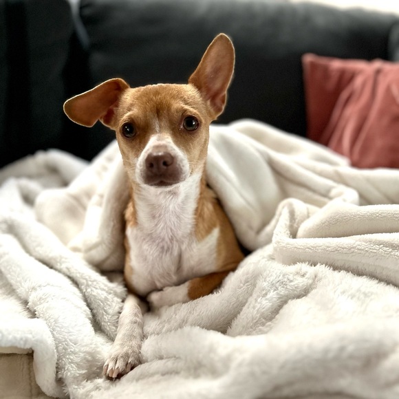 Meet your Posher, Tracy - Picture 4 of 12